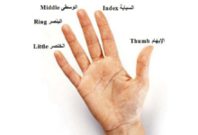 أصابع الإنسان